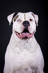 American Bulldog portrait