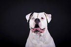 American Bulldog portrait