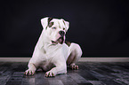 lying American Bulldog