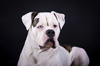 lying American Bulldog