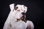 lying American Bulldog