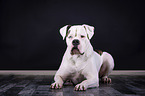 lying American Bulldog