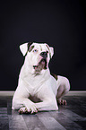 lying American Bulldog