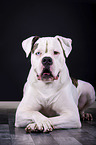 lying American Bulldog