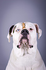 American Bulldog portrait