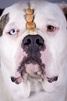 American Bulldog portrait