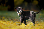 standing American Bulldog