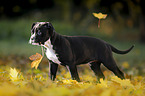 standing American Bulldog