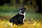 sitting American Bulldog