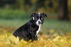 sitting American Bulldog