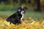 sitting American Bulldog