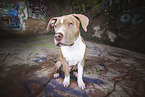 sitting American Bulldog