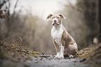 sitting American Bulldog