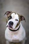 American Bulldog Portrait