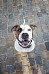 sitting American Bulldog