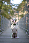 sitting American Bulldog