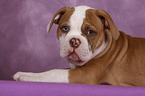 American Bulldog Puppy