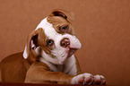 young American Bulldog