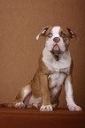 young American Bulldog