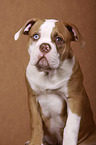 young American Bulldog