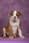 American Bulldog Puppy