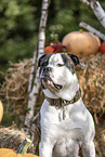 American Bulldog in fall