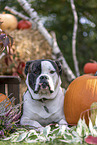 American Bulldog in fall