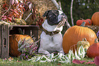 American Bulldog in fall