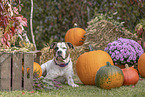 American Bulldog in fall