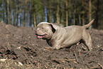 American Bulldog