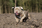 American Bulldog