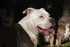 American Bulldog