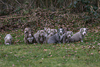 American Bulldog Puppies