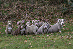 American Bulldog Puppies