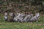 American Bulldog Puppies