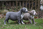 American Bulldog Puppies