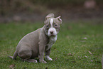 American Bulldog Puppy