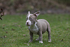 American Bulldog Puppy