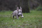 American Bulldog Puppy