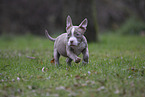 American Bulldog Puppy