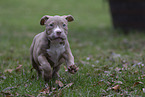 American Bulldog Puppy