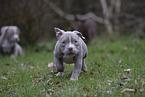 American Bulldog Puppies