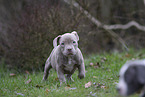 American Bulldog Puppies