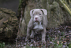 American Bulldog Puppy