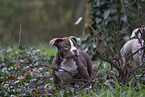 American Bulldog Puppies