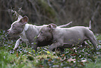 American Bulldog Puppies