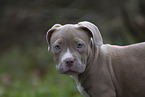 American Bulldog Puppy