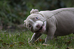 American Bulldog Puppy