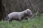 American Bulldog Puppy