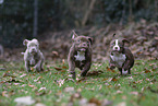 American Bulldog Puppies